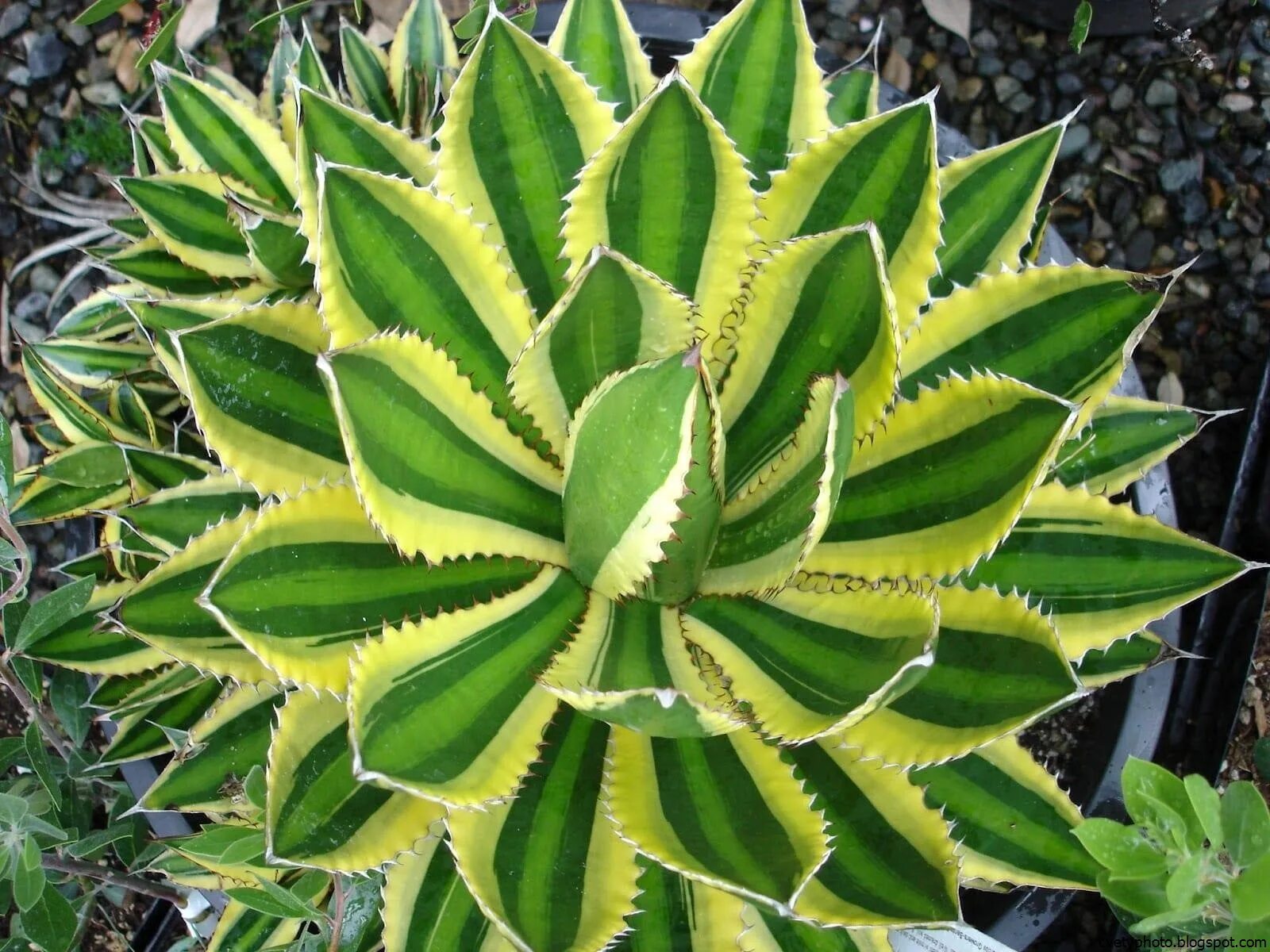 Агава растение. Agave lophantha quadricolor. Агава Американа Вариегата. Агава цветет. Агава уход