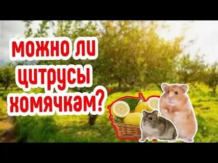 Можно ли хомяку овощи
