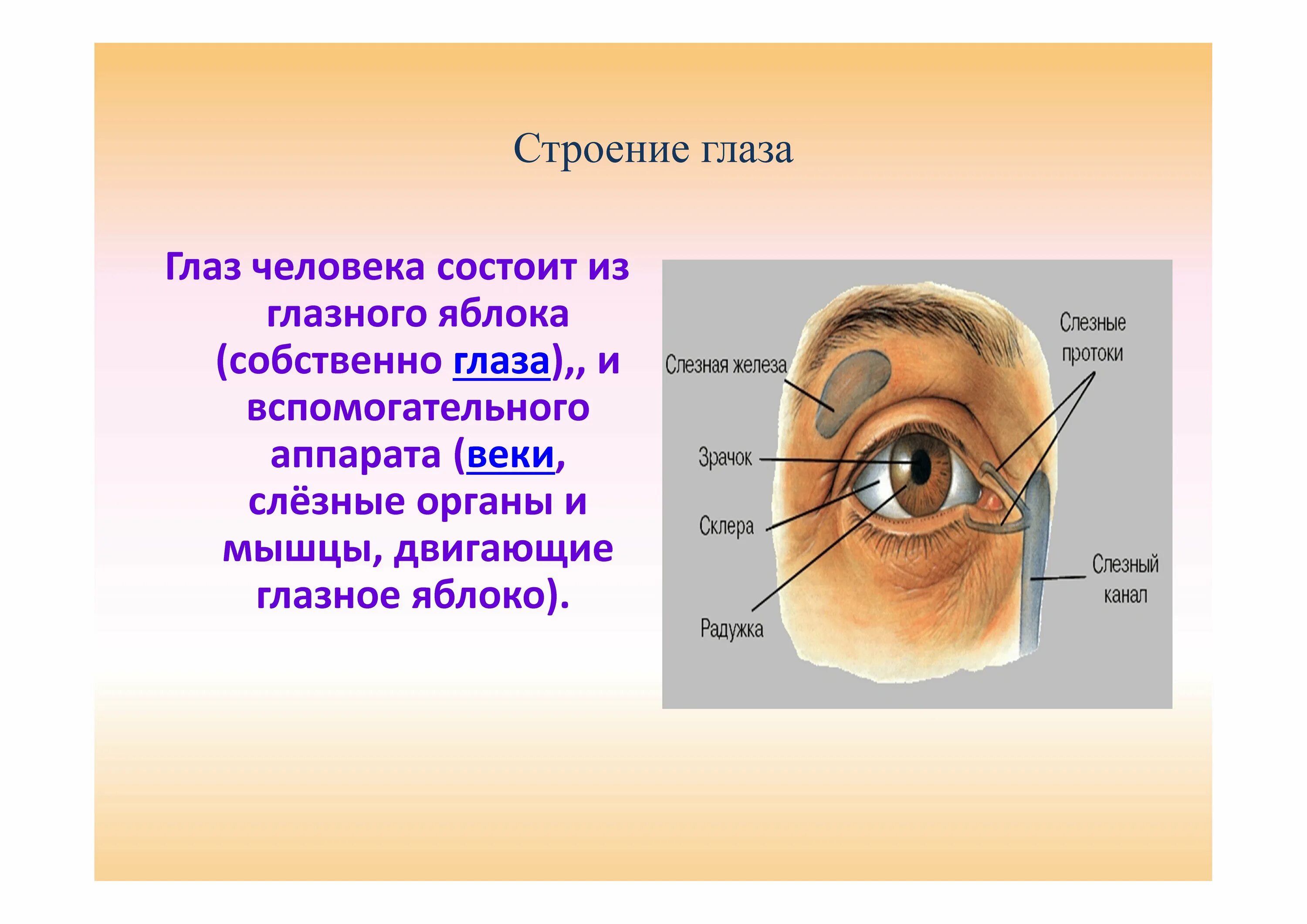 Строение глаза внешнее строение. Глаз строение глаза. Строение глаза человека для детей. Строение человеческого глаза. Глаз человека для детей