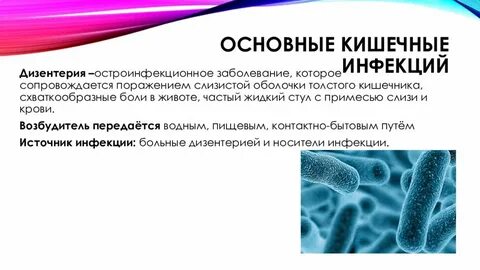 Кишечные простейшие