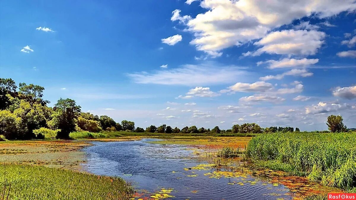 растения реки преголя. растения и животные реки преголя. реки калининградской области 4 класс. калининградская область природа река преголя. притоки реки преголя.