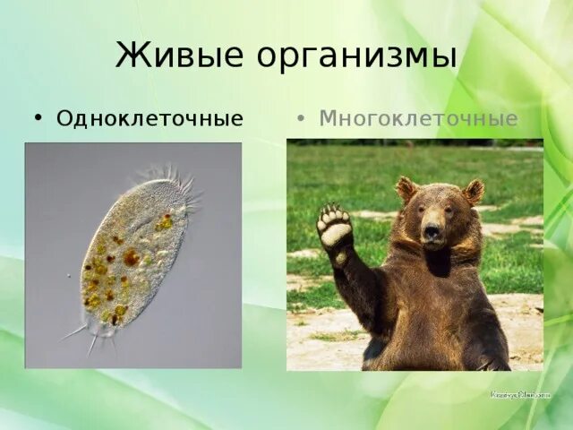 Девиз про многоклеточные организмы. Медведь многоклеточное животное. Защита многоклеточных организмов. Сообщение про одного многоклеточного животного.