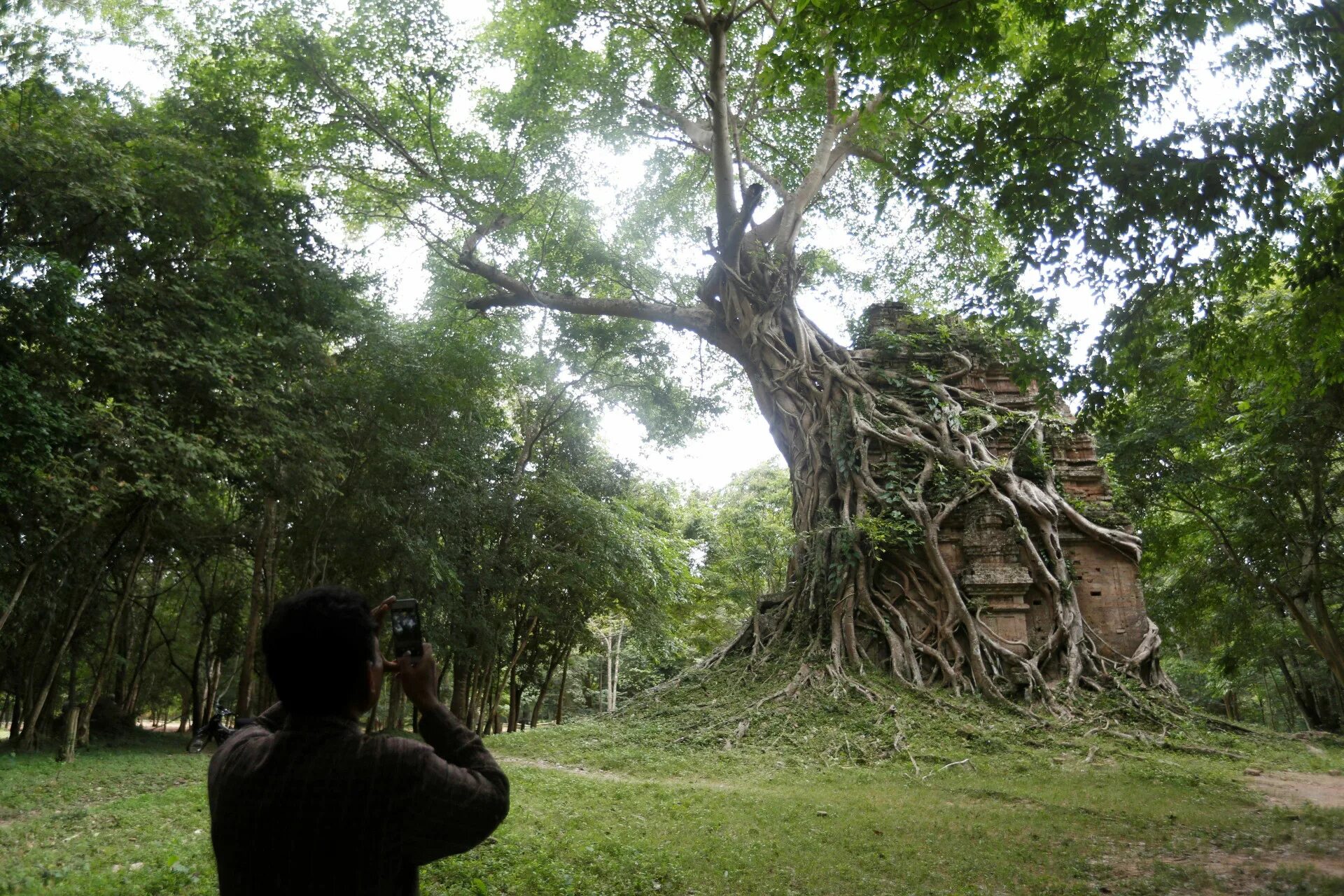 Люди живущие на деревьях. Камбоджа деревья. Красота деревьев. Killing Tree Камбоджа. Танцующее дерево растение.