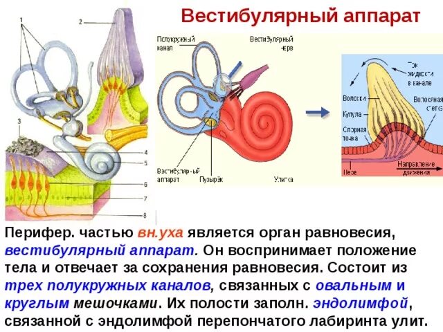 В состав вестибулярного аппарата входят полукружные каналы. Вестибулярный анализатор 8 класс биология. Опорный конспект слуховой анализатор. Слуховой анализатор 8 класс вестибулярный аппарат. Биология 8 класс слуховой и вестибулярный анализаторы.