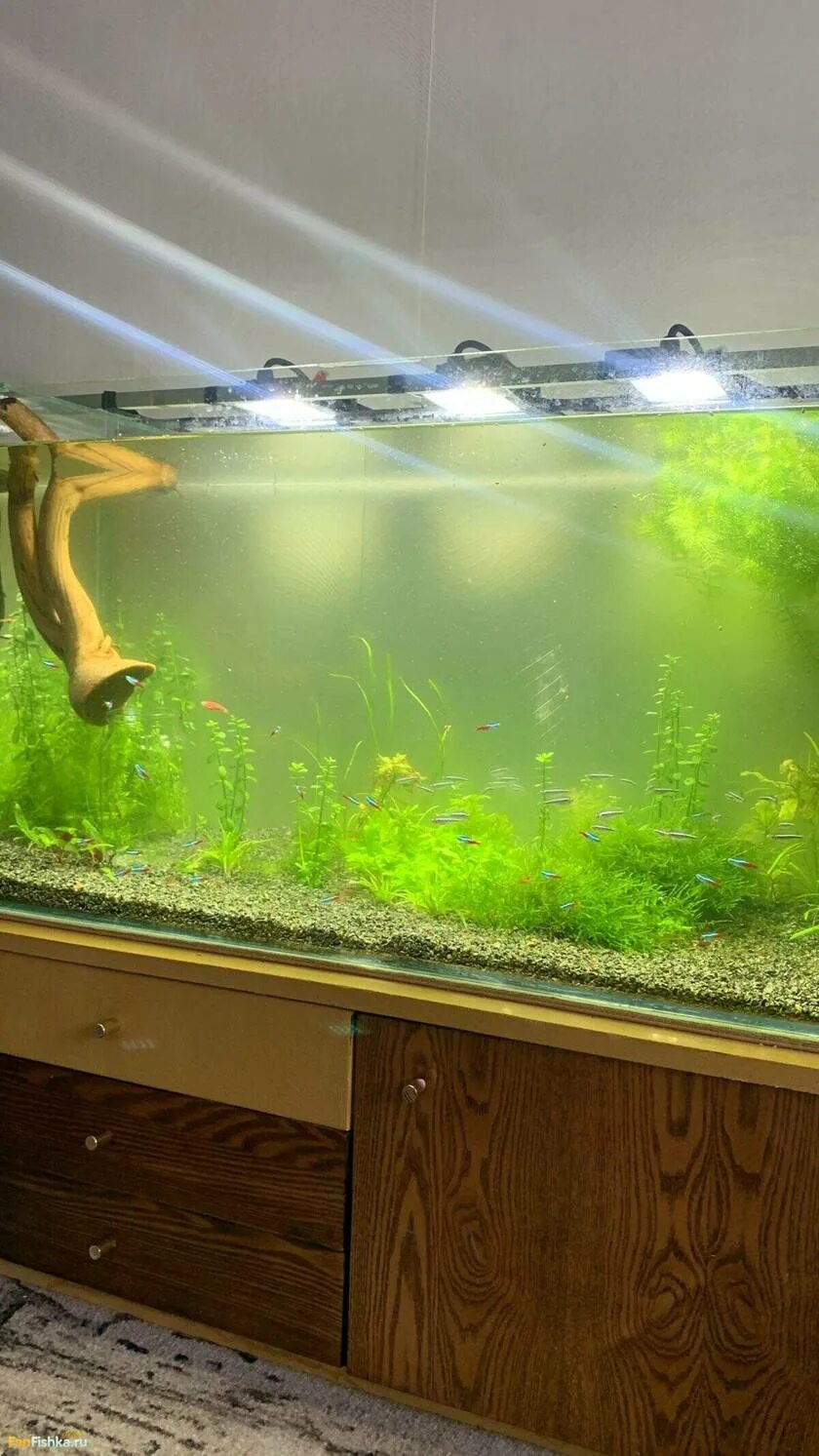 Aquarium перевод. Обустройство аквариума. Фанфишка аквариум. Перевести аквариум на осмос. Аквариум на 200 литров высота 60 см.