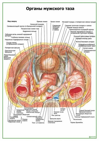 анатомия таза женщины. строение женского таза органы. малый таз строение с органами. строение женского таза органы. органы таза мужчины спереди.