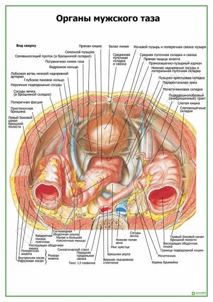 Органы таза мужчины спереди. Анатомия женских органов. Анатомия органов таза у мужчин. Органы малого таза у мужчин анатомия. Мужчина без органа