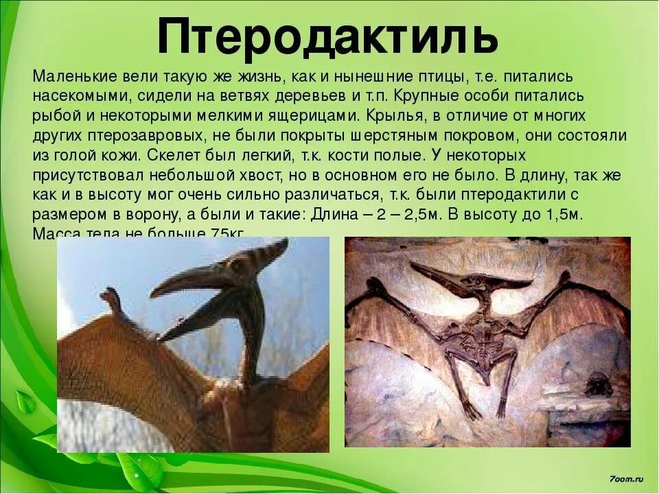 Птеродактиль класс. Птеродактиль. летающий динозавр название. летающие динозавры картинки с названиями. птеранодон и птеродактиль.