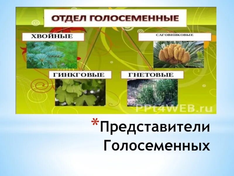 К голосеменным высшим растениям относятся. Отдел Голосеменные. Представители голосеменных. Отдел Голосеменные растения. Многообразие голосеменных растений.