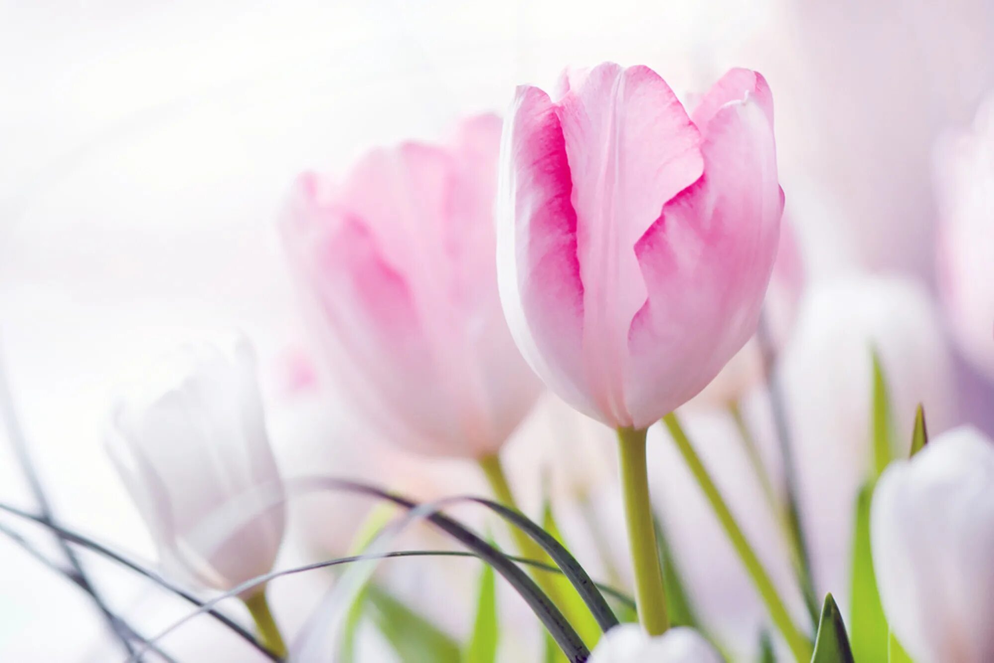 розовые цветы. тюльпан пинк спринг. зефирные тюльпаны. тюльпаны нежные цветы. нежные тюльпаны.
