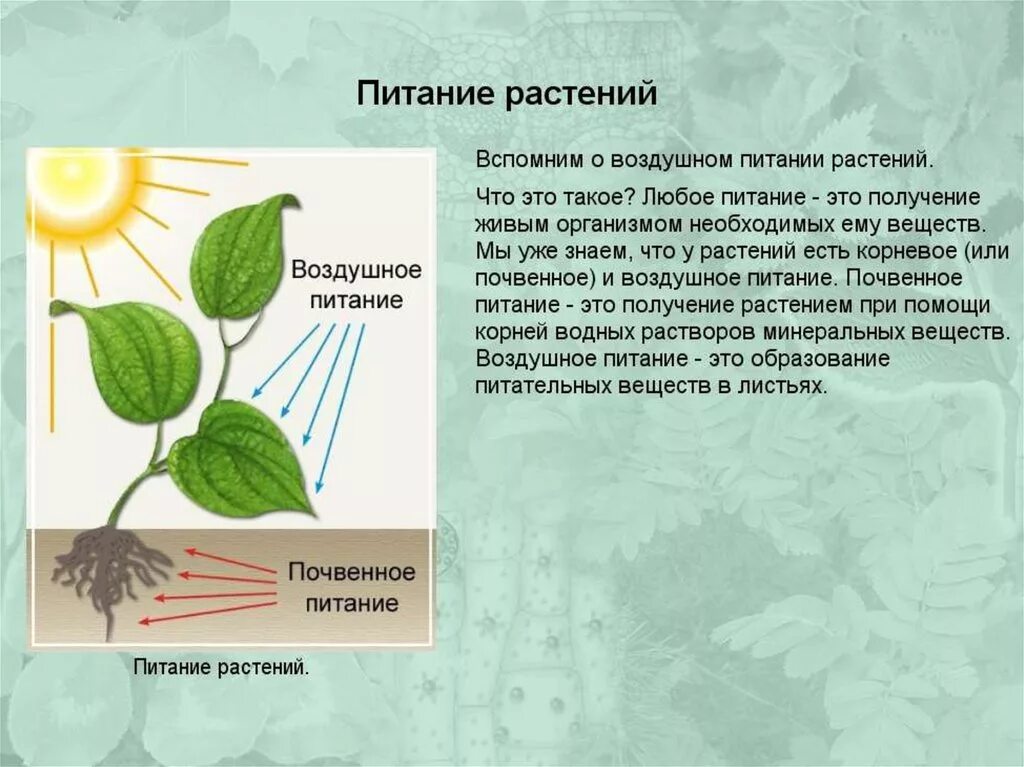 Воздушное питание растений фотосинтез. Почвенное и воздушное питание растений 6 класс. Что такое воздушное питание растений биология 6. Воздушное и Корневое питание растений.