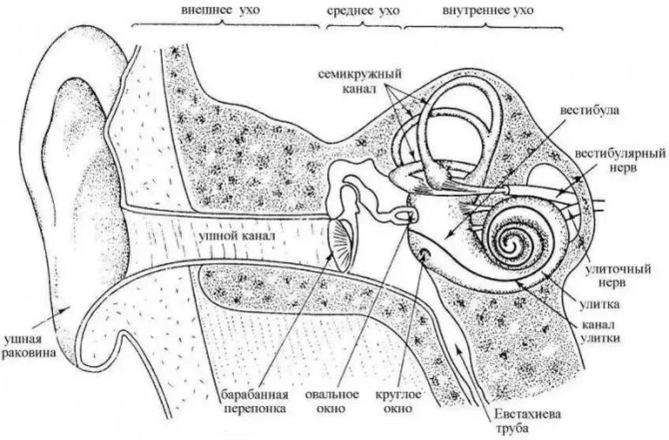 Рисунок внутреннего строения уха