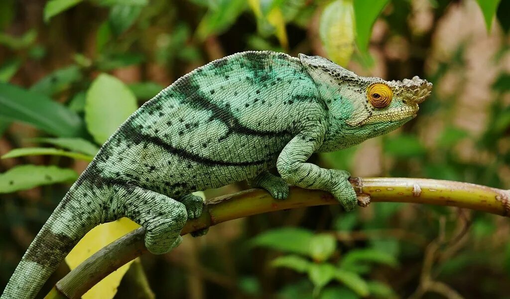 День хамелеона. Хамелеон Парсони. Calumma parsonii parsonii. Хамелеон Парсони самка. Парсони хамелеон размер.