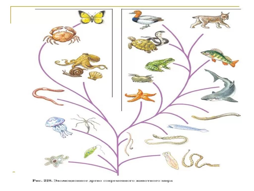 Основные этапы развития животных 8 класс. Эволюционное Древо многоклеточных животных. Этапы развития биология 7 класс.