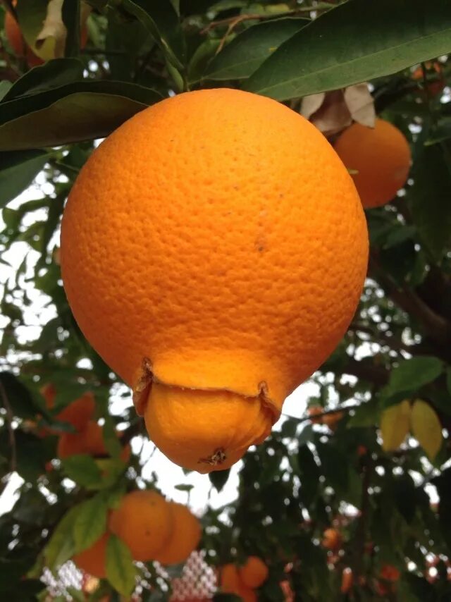 Мандарин. Большой мандарин. Самый большой мандарин. Большой апельсин. Мандарин род