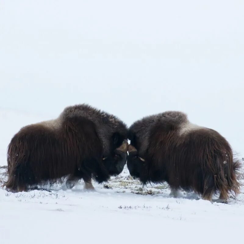 талисман овцебыка