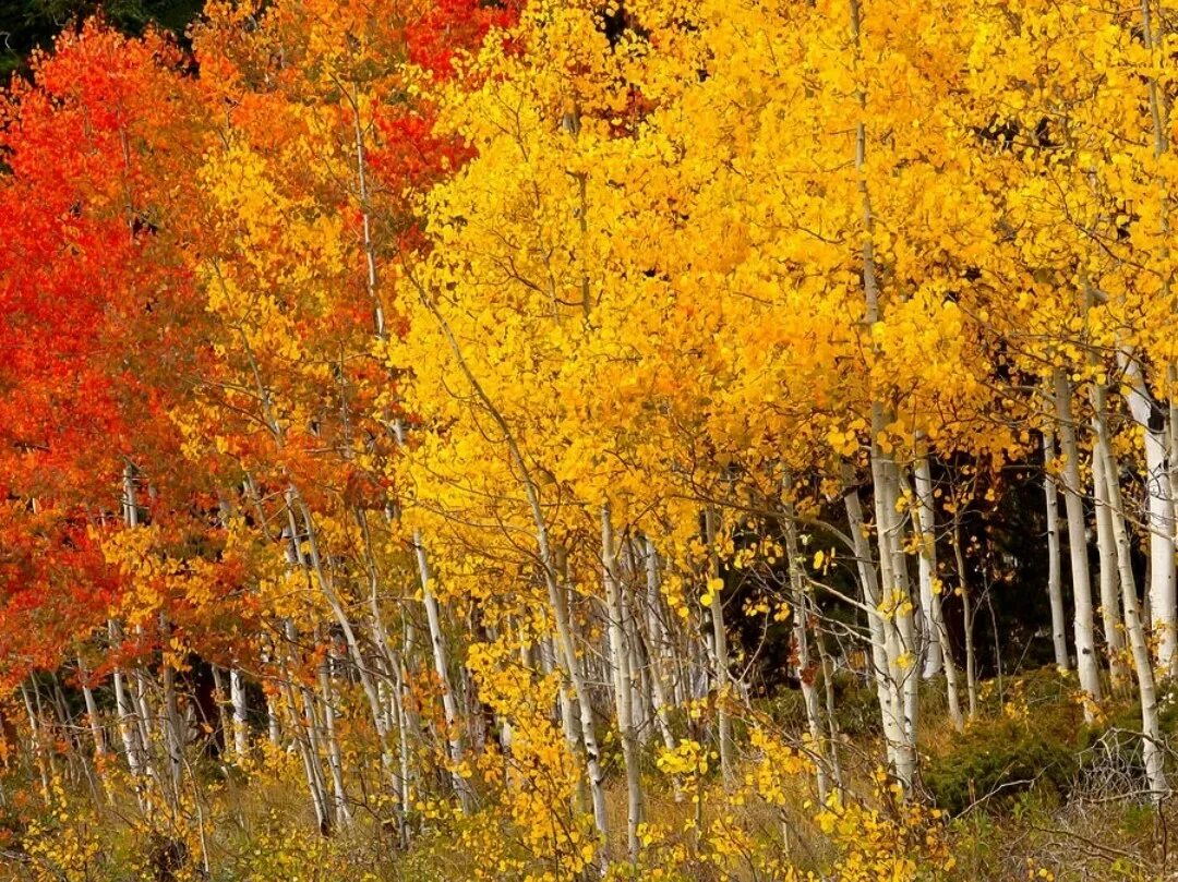 Тополь осинообразный лист. Осиновый лес осенью. Осинник осенью. Осина осенью. Осинка листья осенью