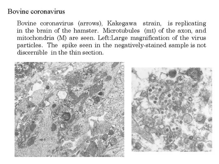 Откуда коронавирус. Коронавирус 2003 года. Коронавирус 1976 год. Научная статья про коронавирус. Корнелиус коронавирус.