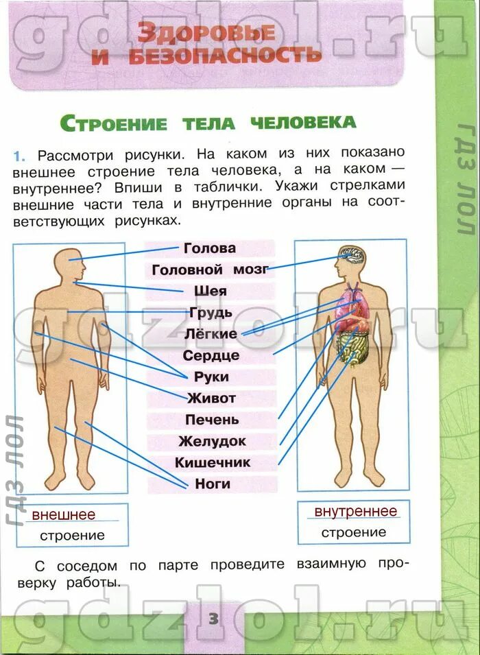 Внешнее строение человека 2. Окружающий мир 3 класс рабочая тетрадь 2 часть строение тела человека. Внешнее и внутреннее строение человека. Строение человека внешние части тела. Строение человека Плешаков.