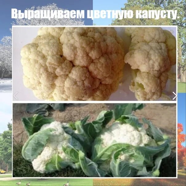 После чего сажать цветную капусту. Как вырастить цветную капусту. как растет цветная капуста. цветная капуста на даче. цветная капуста выращивание.
