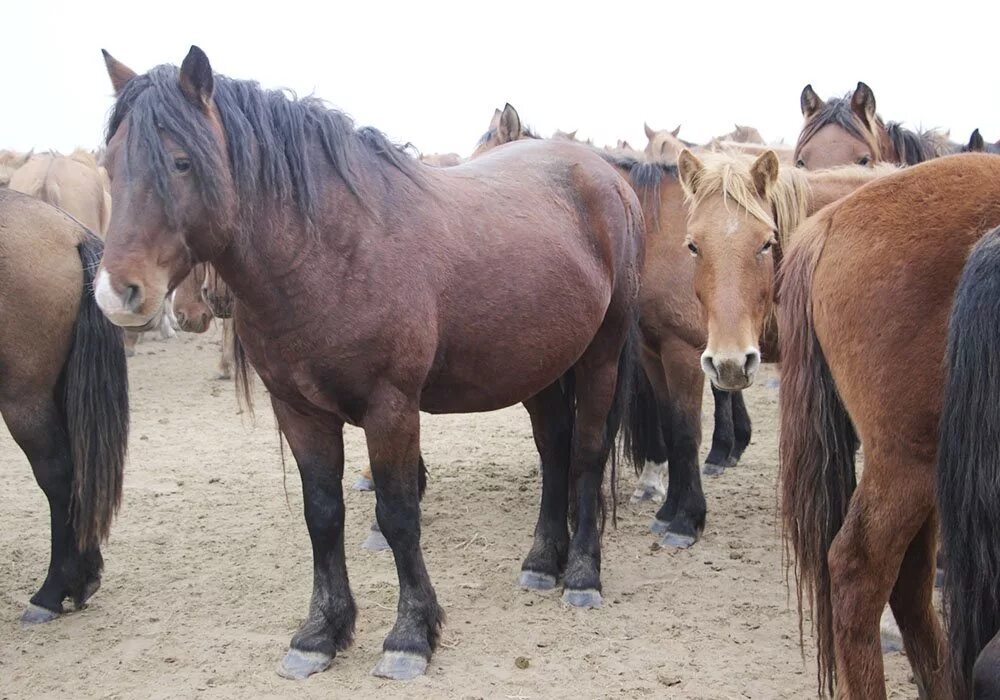 мугалжар порода лошадей. казахская порода лошадей джабе. казахская порода лошадей. казахская мясная порода лошадей джабе. лошади жабе.