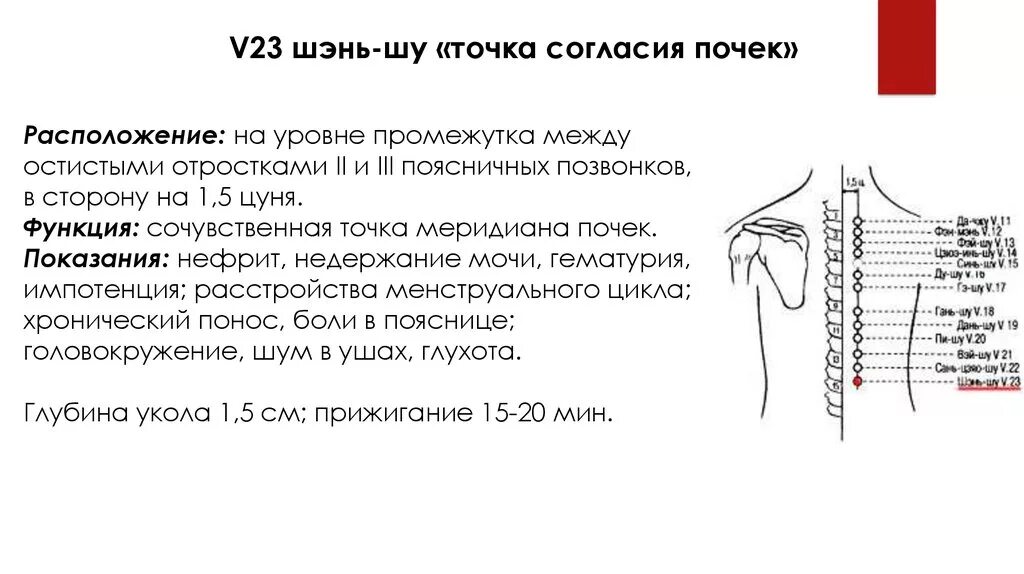 2 шаг 5 точка. Точка v23 Шэнь-Шу. BL 23 Шэнь Шу точка. Меридиан мочевого пузыря точки. V23 точка акупунктуры.