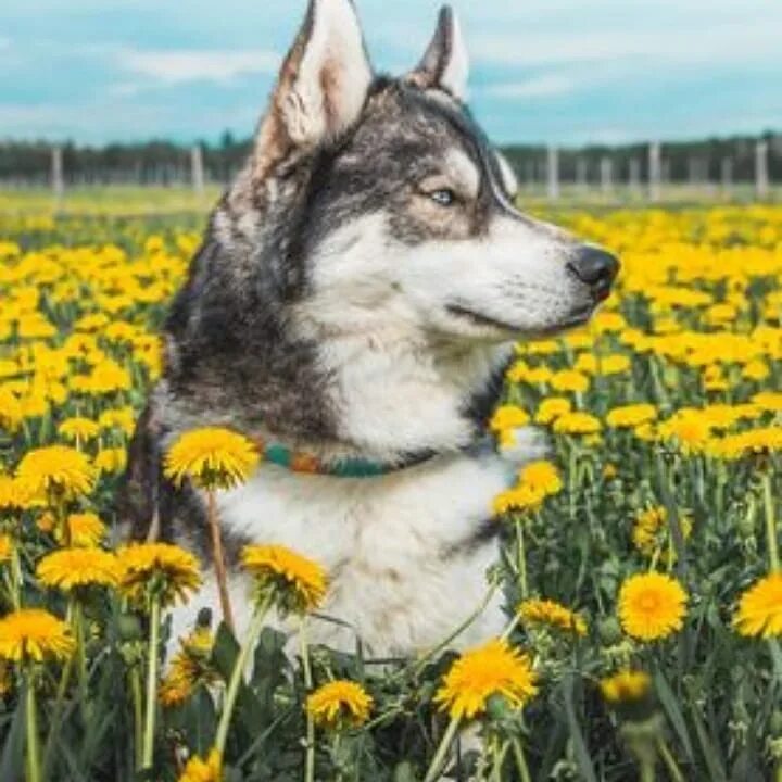 Хаски летом. Хаски купается. Хаски на прогулке летом. Хаски летом. Хаски летом.