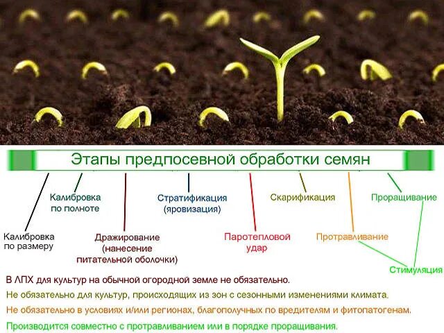 Какой процесс предшествует прорастанию зерна