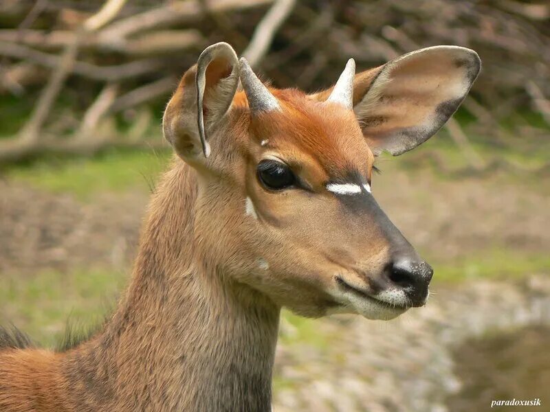 трепетная лань