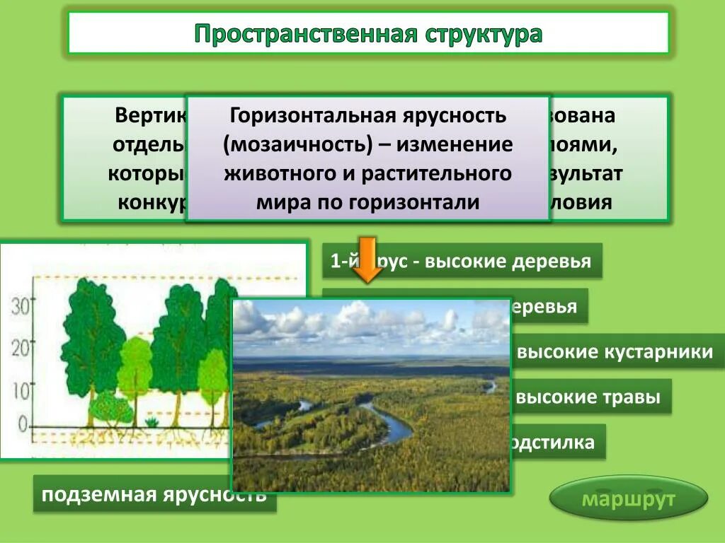 Структура растительного сообщества 7 тест. Горизонтальная структура биоценоза ярусность. Пространственная структура биоценоза ярусность. Горизонтальная пространственная структура. Горизонтальная структура биогеоценоза.