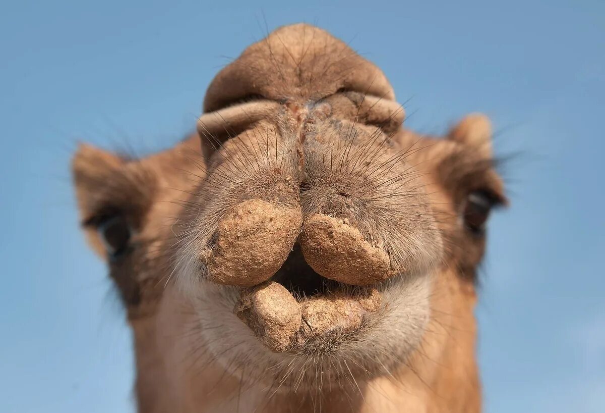 Картинка мордочку веселую