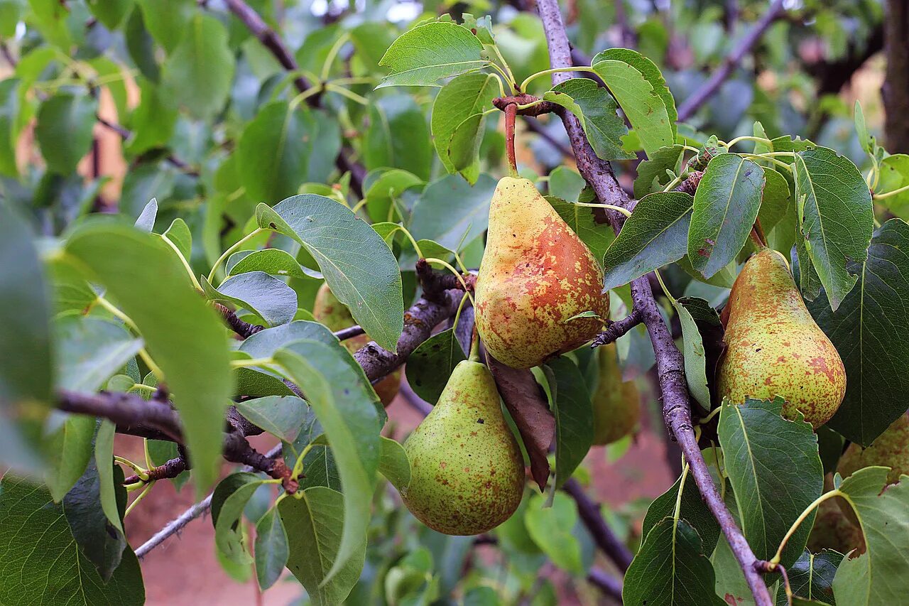 Груша 47. Груша бергамот. Груша кубанская поздняя. Груша бере жиффар. Груша сорт шиповская.