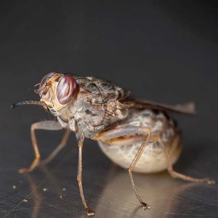 Ядовитая муха. Муха ЦЕЦЕ. Муха ЦЕЦЕ Glossina Palpalis. Глоссина морситанс. Муха ЦЕЦЕ В Африке.