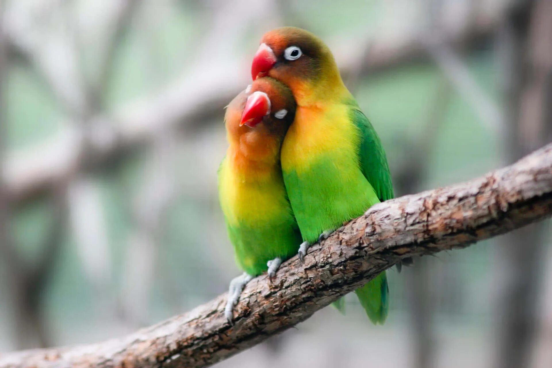 I love birds. Неразлучники попугаи. Попугаи неразлучники Какаду. Попугай неразлучник Фишера. Милые попугайчики неразлучники.