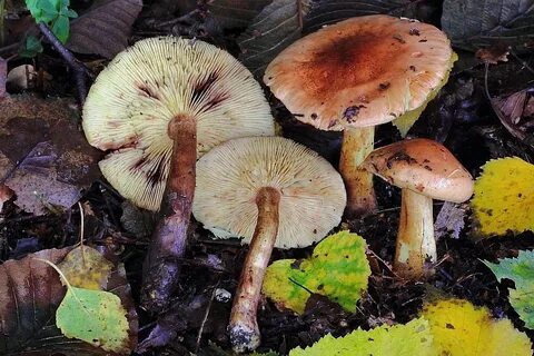 Рядовка бурая
