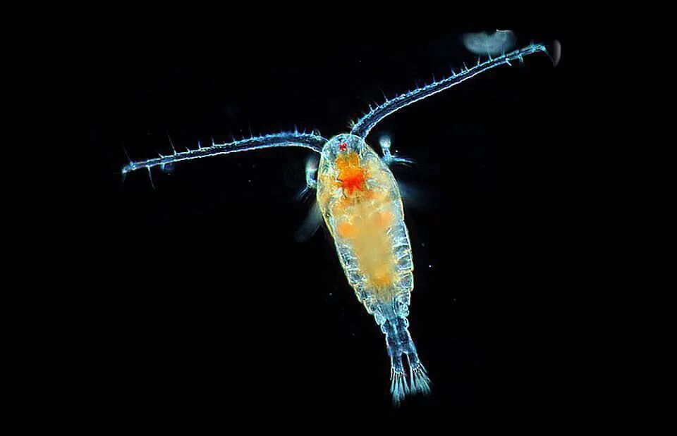 Зоопланктон дафния. Зоопланктон веслоногие. Веслоногие ракообразные (Copepoda). Циклоп зоопланктон.
