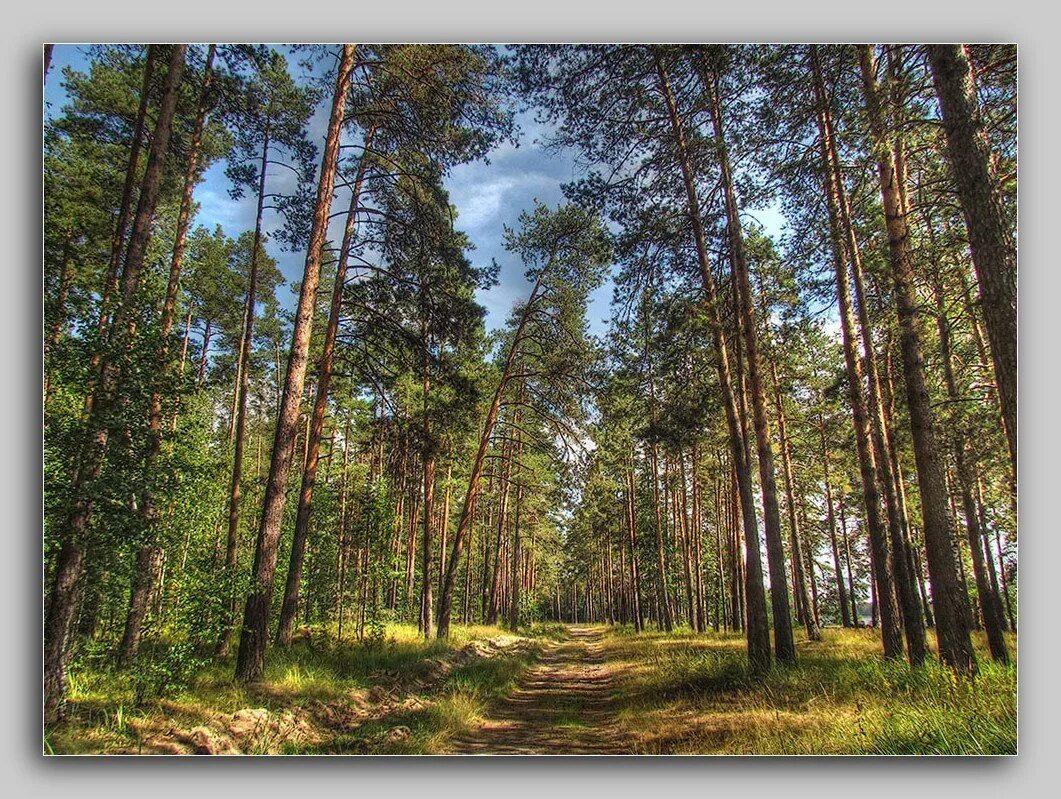 монастырский лес белгород. ул константина заслонова белгород на карте. белгородски йпарк муромский лес". монастырский лес белгород. лес белгородской области.