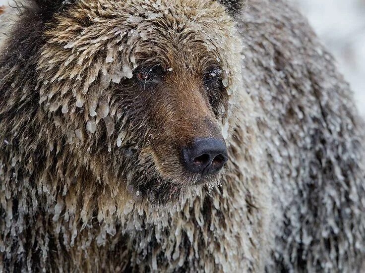 Как меняется шерсть у медведя зимой. Медведь гризли. шерсть медведя. мех медведя. шерсть бурого медведя.