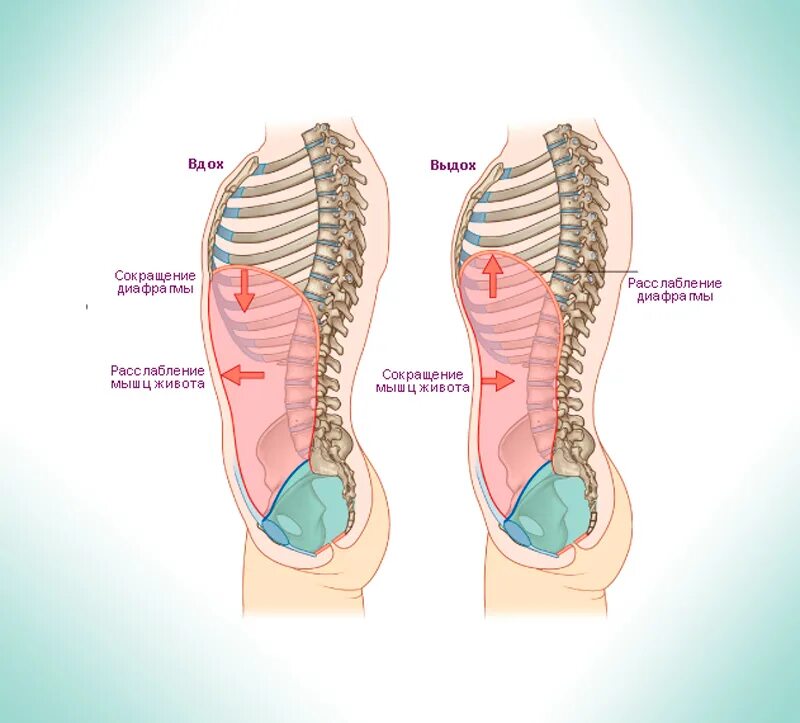 Больно дышать животом. Брюшное диафрагмальное дыхание. Техника правильного дыхания. Реберно-диафрагмальное дыхание. Диафрагма живота.