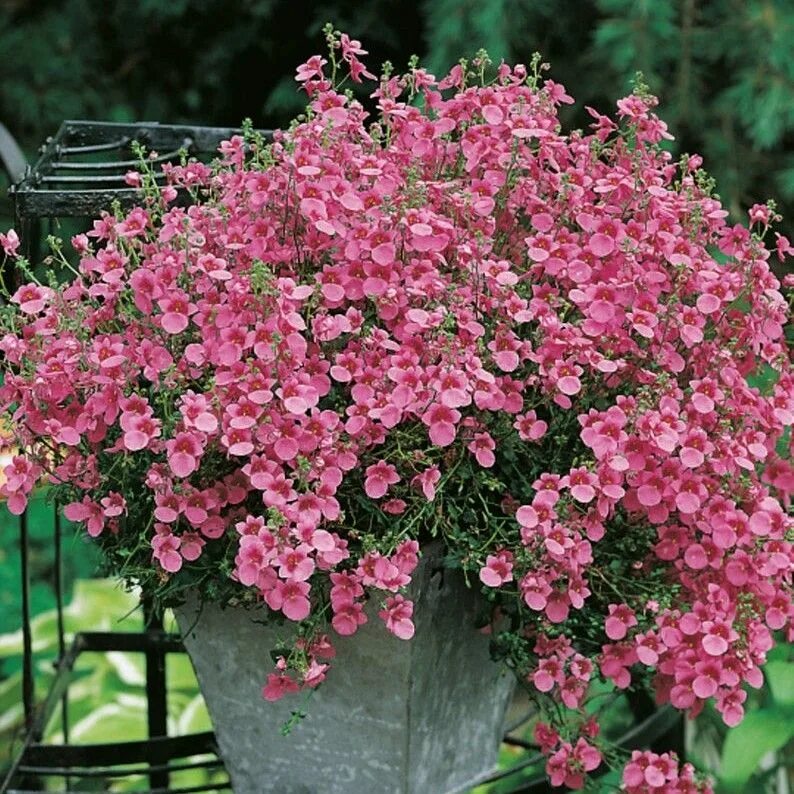 диасция фото и описание отзывы. диасция ампельная. диасция синяя. диасция фото и описание отзывы. цветок диасция ампельная.