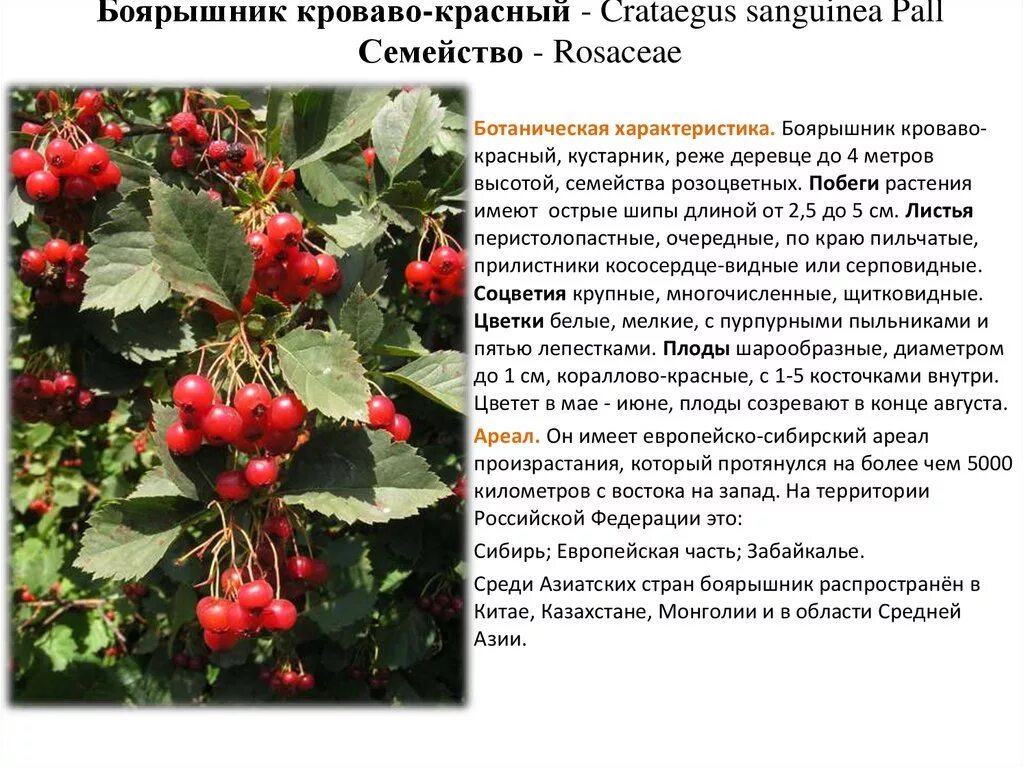 Саженцы Боярышник однопестичный купить в Чулково Сад. Заказы по телефону 7(991)5