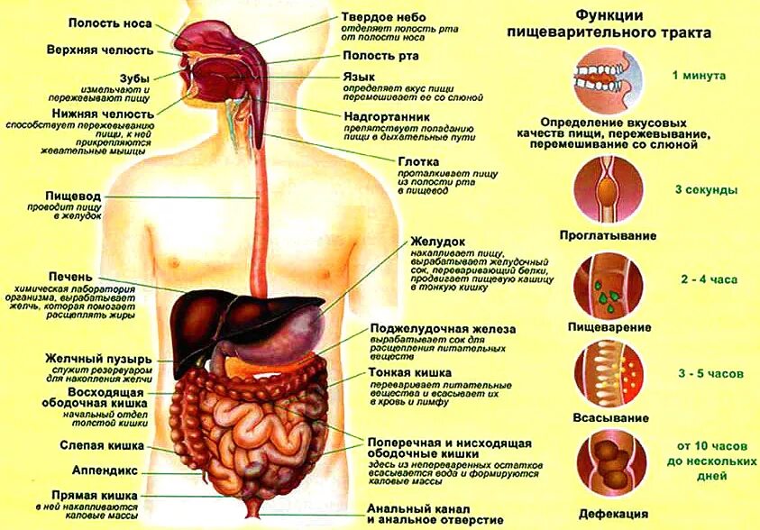 Органы человека и их функции. Система пищеварения человека анатомия. Пищеварительный тракт человека строение и функции. Структура и функции пищеварительного тракта схема. Желудочно кишечный тракт человека анатомия и физиология.