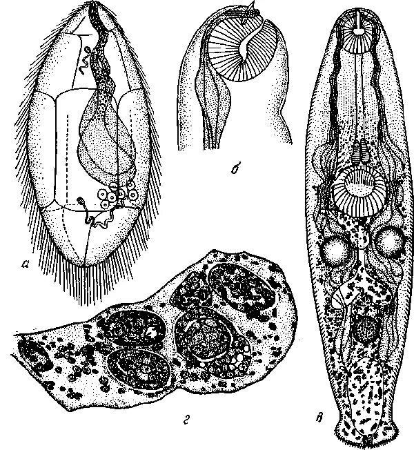 Спороцисты редии. Мирацидий и церкарий. Мирацидий онкосфера. Трематод Posthodiplostomum cuticola. Личинка мирацидий рис.