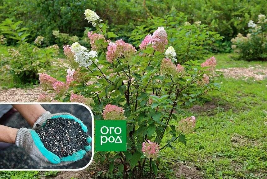 Нужно ли обрезать метельчатую гортензию. Нужно ли обрезать метельчатую гортензию