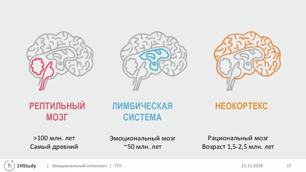 Неокортекс и лимбическая рептильный мозг. Строение мозга рептильный лимбический неокортекс. Отделы мозга рептильный мозг неокортекс. Эмоциональный интеллект неокортекс и лимбическая система. Неокортекс это простыми словами