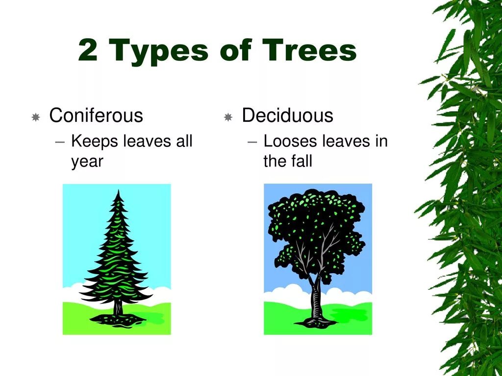 Kinds of Trees. Виды деревьев на английском. Names of Trees in English. Kinds of Trees in English.