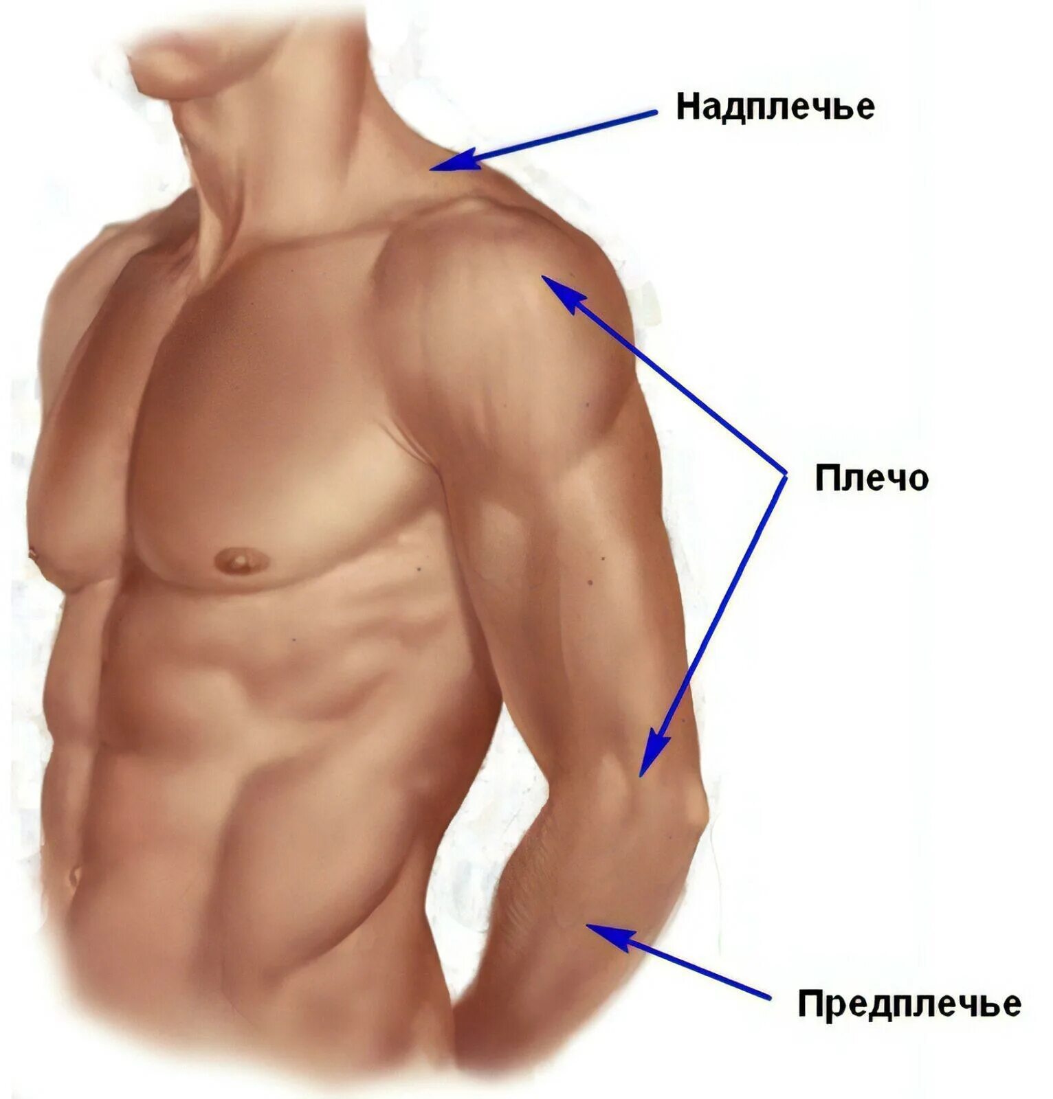 Что такое под. Плечо и предплечье анатомия. Где плечо а где предплечье у человека. Предплечье плечо надплечье. Анатомия предплечья человека.