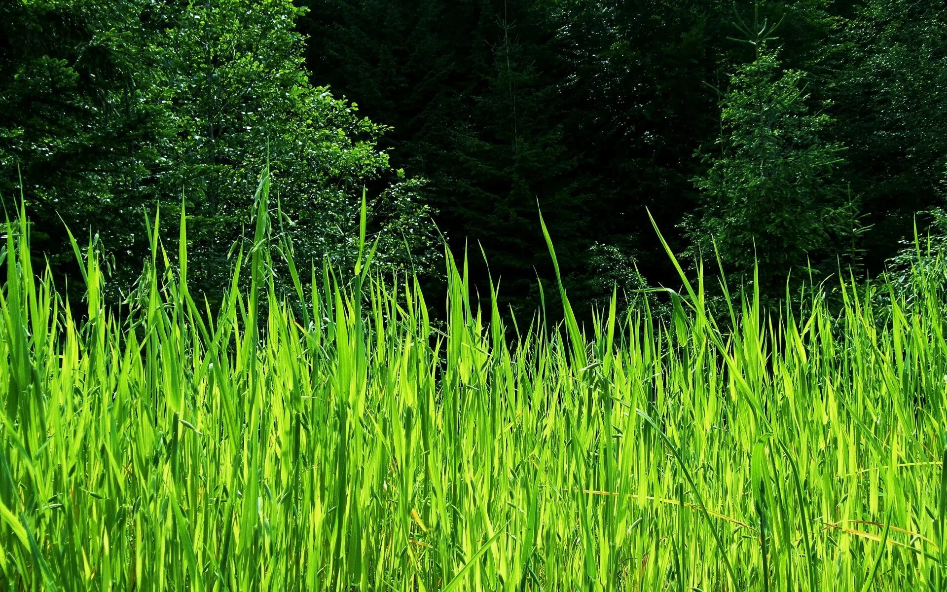 Густая зелень число. Трава. Густая трава. Высокая трава. Высокая зелёная трава.
