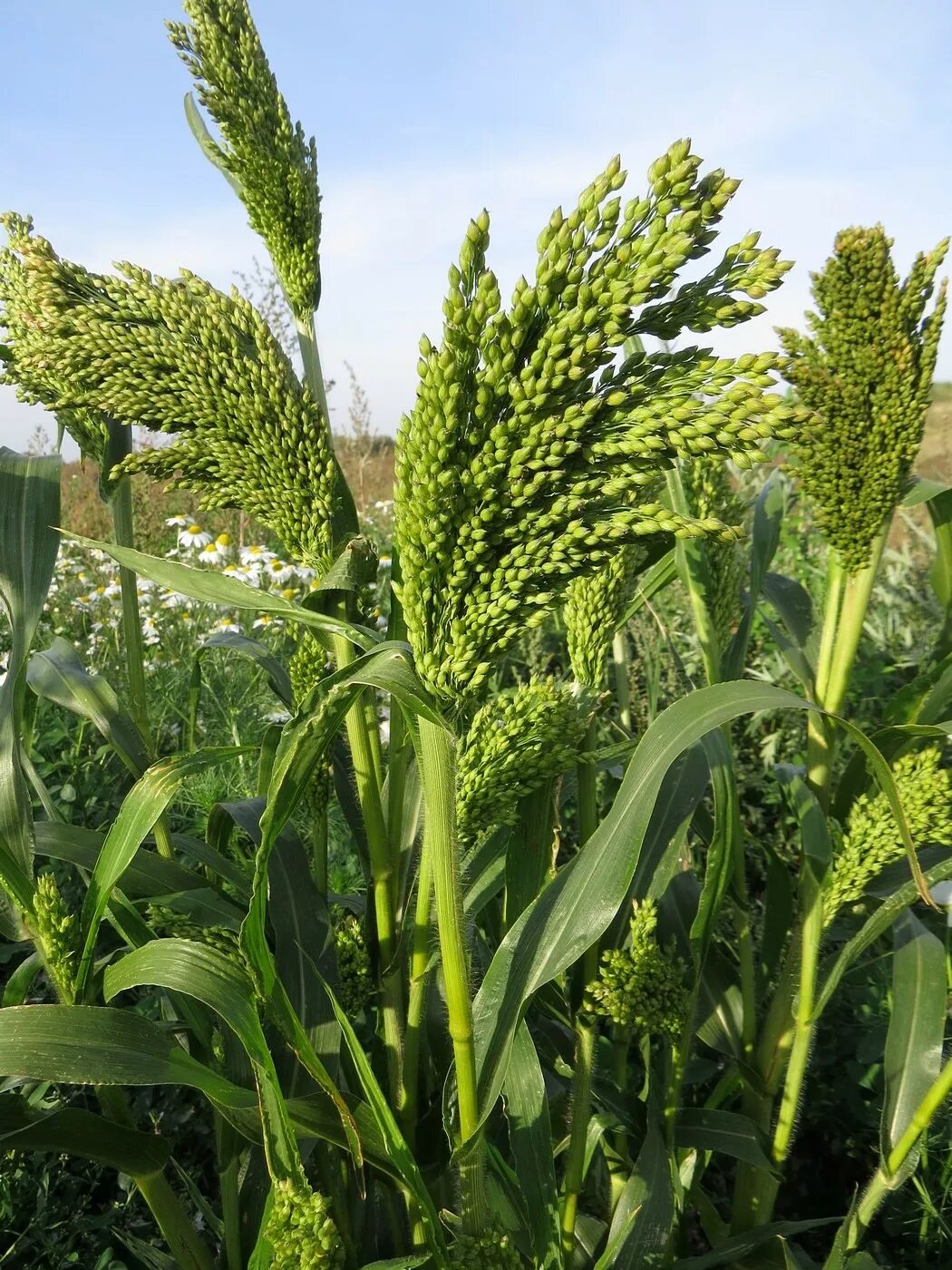 Просо чумиза могар. Просо сорнополевое. Просо посевное. Просо (Panicum miliaceum). Особенности проса