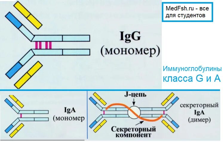 Иммуноглобулины g цепь секреторный компонент. Секреторный компонент иммуноглобулина а. Схема секреторного иммуноглобулина а. Антитела структура мономера классы иммуноглобулинов.